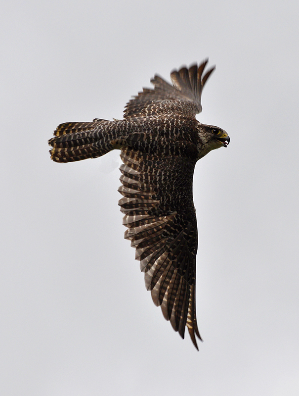falcon, gyr, gyrfalcon, nevermoor, partington, photograhy, photograph